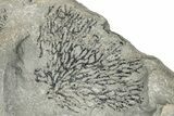 Silurian Bryozoan Fossil Plate - New York #270000-1